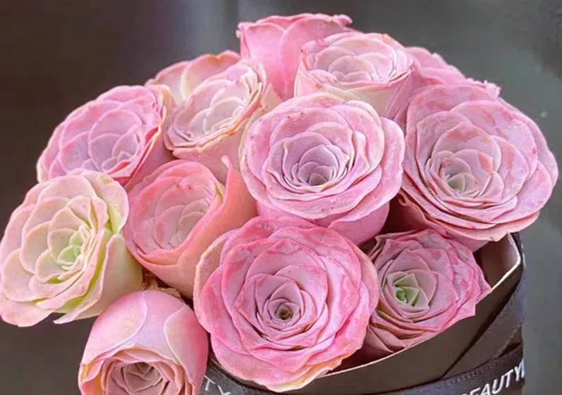 Greenovia Pink Mountain Rose rare succulent seeds