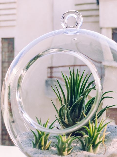 Tillandsia, air plant