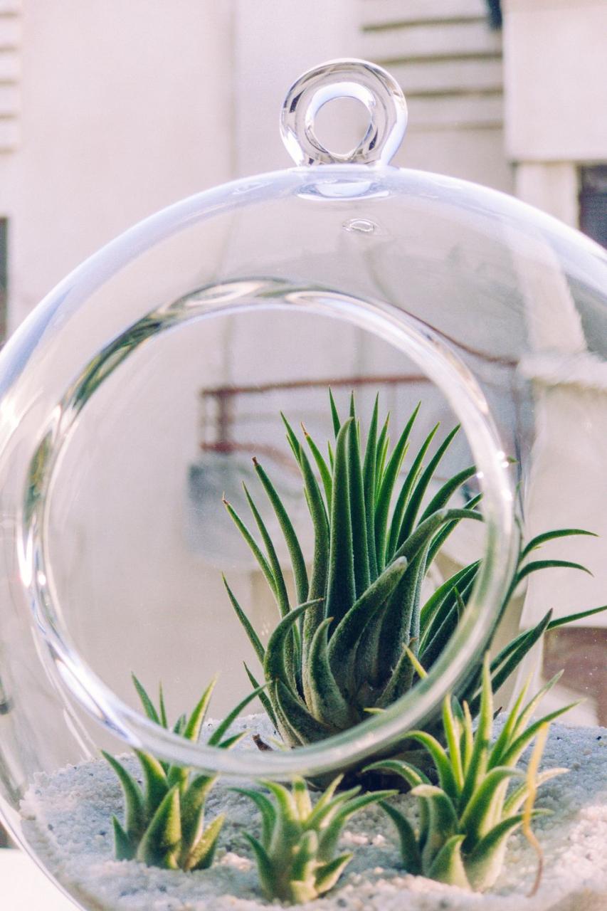 Tillandsia, air plant