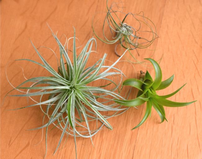 air plants tillandsia