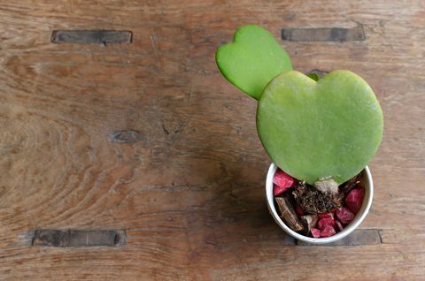 top view of sweetheart plant