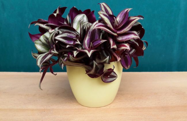 wandering jew tradescantia zebrina best houseplants for beginners