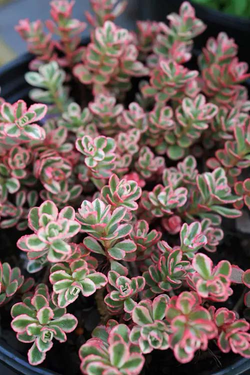 Tricolor Stonecrop #plantasdecasa #tricolor #decorhomeideas