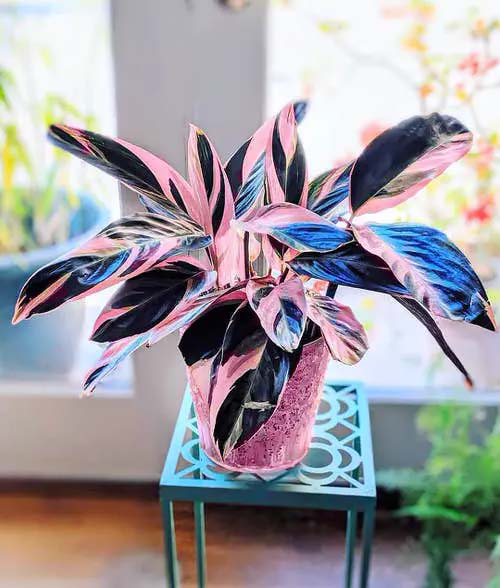 Tricolor Stromanthe #plantasdecasa #tricolor #decorhomeideas