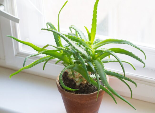 aloe vera (Aloe barbadensis Miller) miller plant on window sill