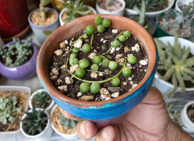 string of pearls (Curio rowleyanus) plant in a pot