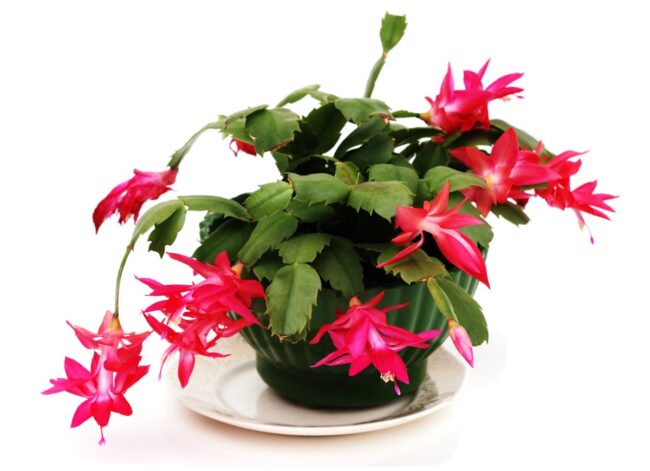 christmas cactus (Schlumbergera bridgessii)