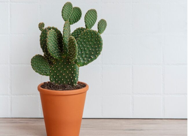 bunny ear cactus (Opuntia microdasys) in a pot