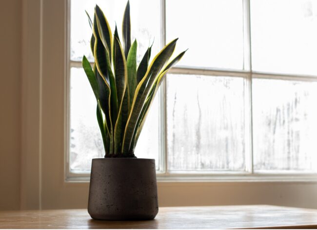 snake plant (Dracaena trifasciata) on window sill