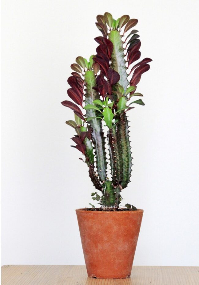 african milk tree (Euphorbia trigona) in a pot