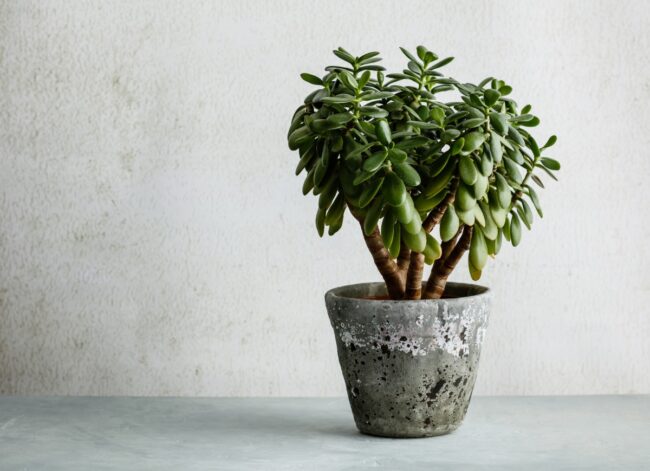 jade plant (Crassula ovata) in a pot