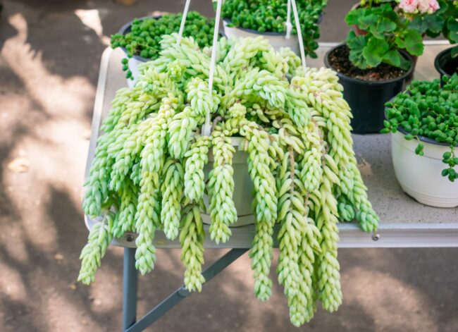 burro;s tail in a hanging basket (Sedum morganianum)