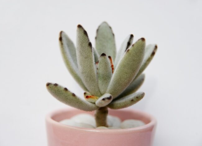 panda plant (Kalanchoe tomentosa) in a pink pot