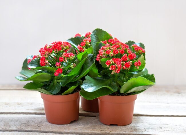 flaming katy (Kalanchoe blossfeldiana) plants