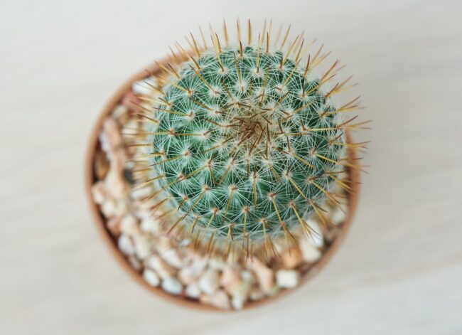 (Mammillaria) pincushion cactus bird's eye view