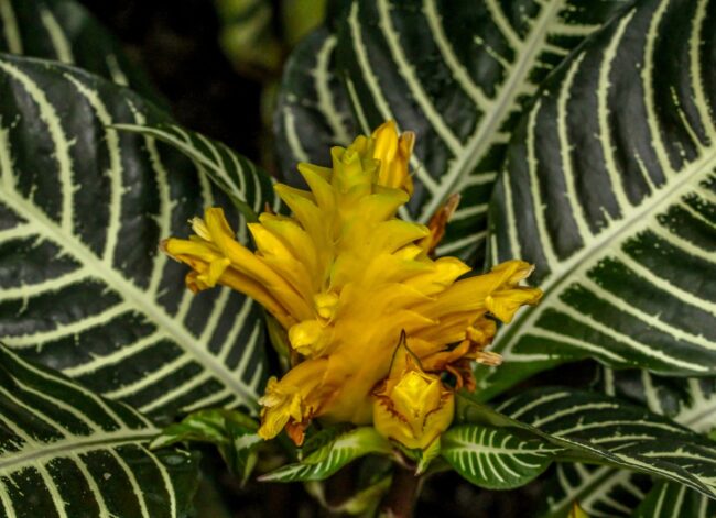 zebra plant closeup photo