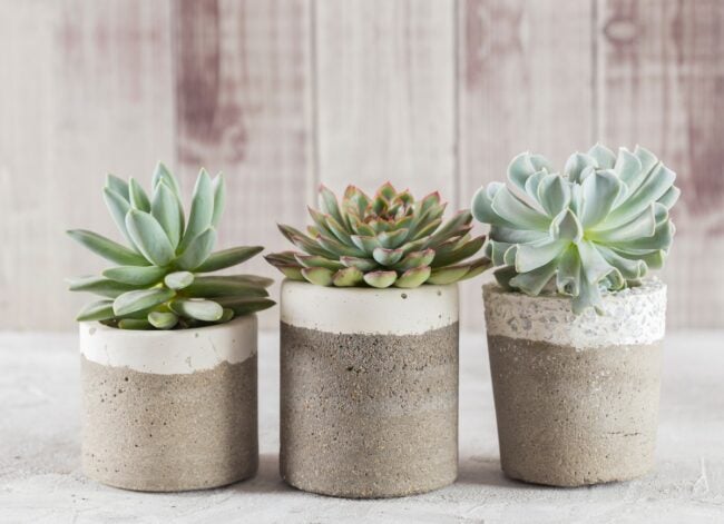 types of succulents