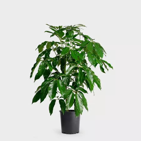 Schefflera Amate in a black grower's pot