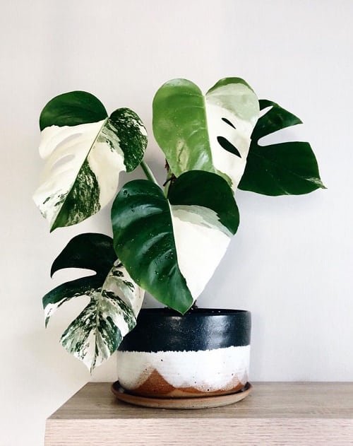 Beautiful Houseplants with Patterns