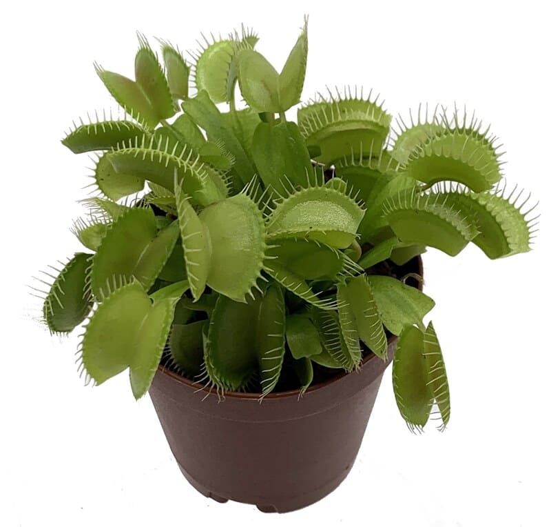 Venus Flytrap pet-safe indoor plants