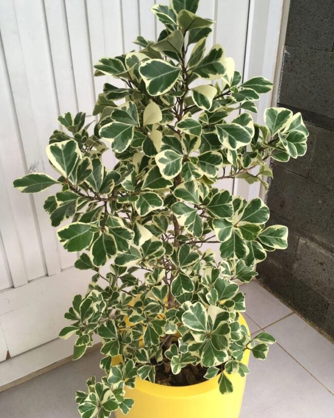 Large sweetheart tree in yellow pot