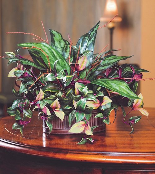 Different Ways to Grow Wandering Jew Indoors 13