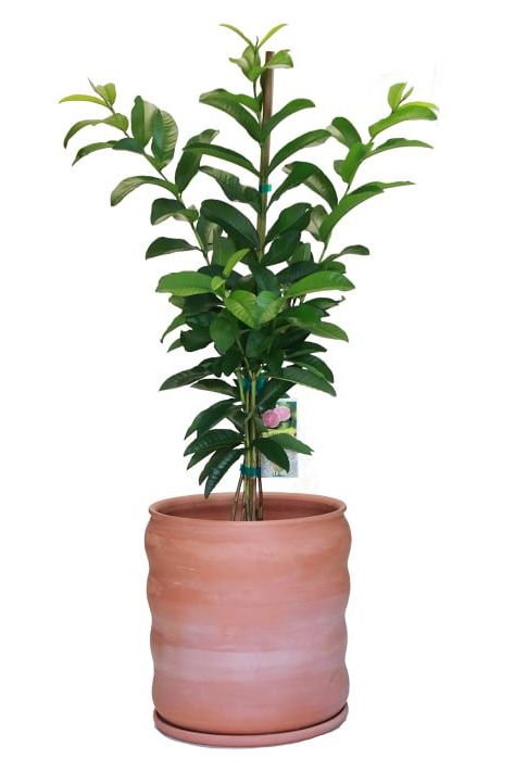 indoor trees, dwarf guava tree