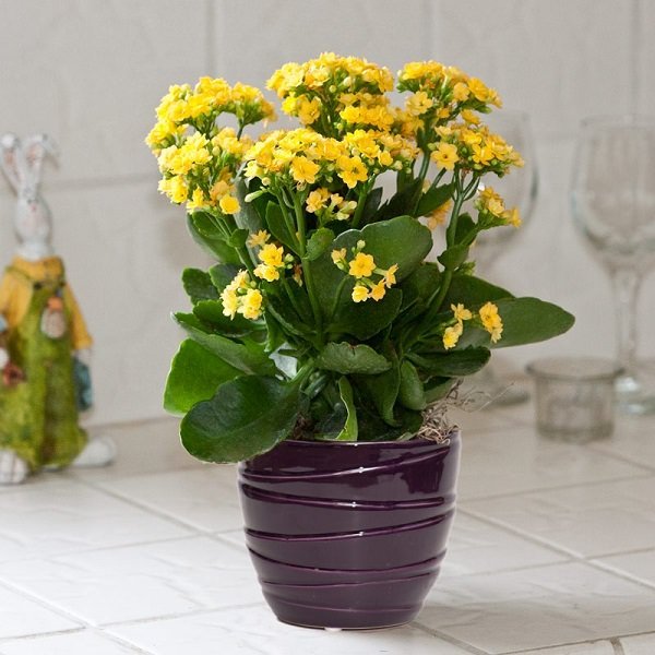 yellow-kalanchoe