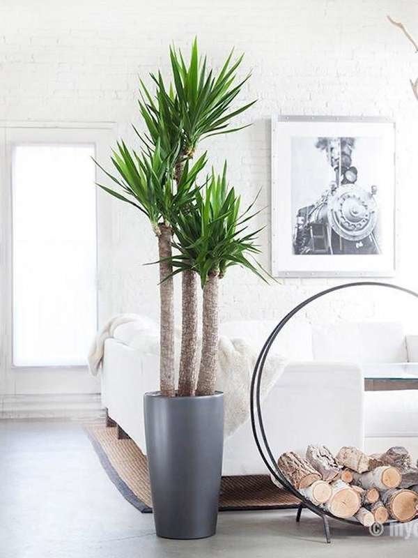 Yucca Plant Larger Houseplant