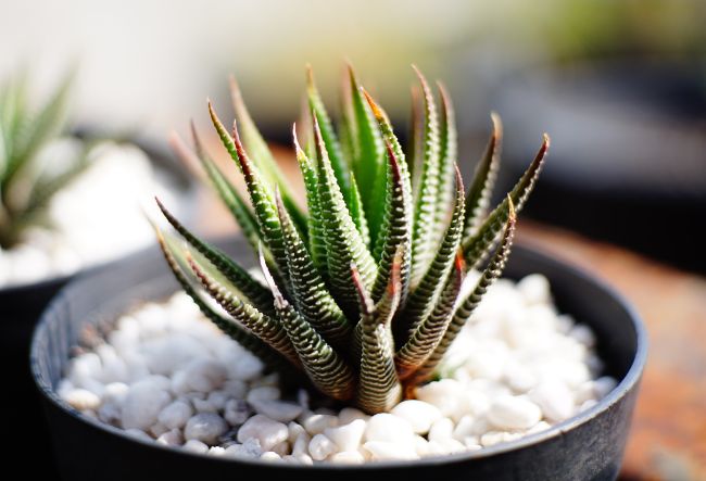 zebra haworthia houseplants safe for cats