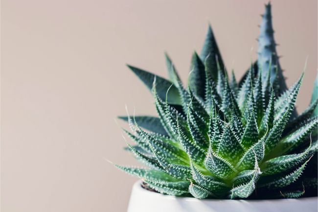 zebra haworthia haworthiopsis fasciata