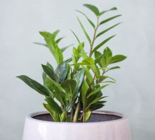 zz plant zamioculcas zamifolia best houseplants for beginners