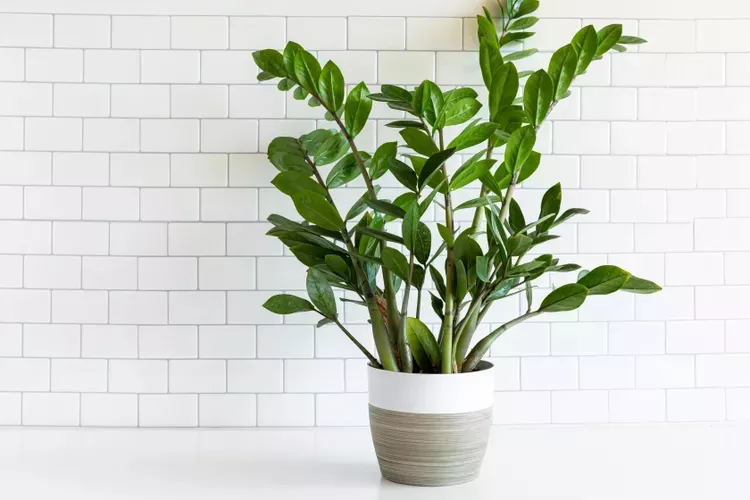 ZZ plant against white subway tiles